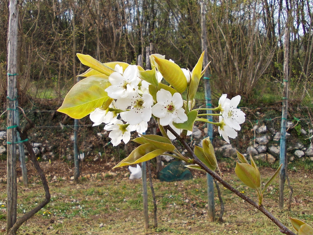 Nashi - Pyrus pyrifolia